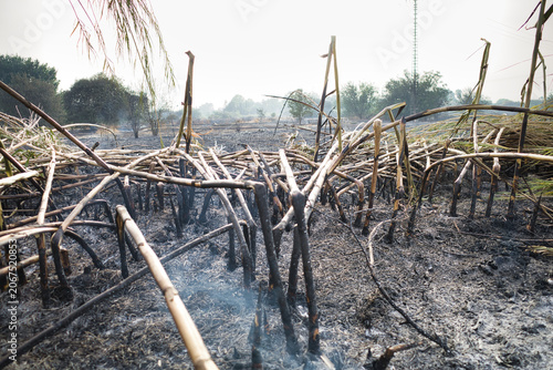 Burnt sugarcane stalks stand tall in a smoldering field. Ash and smoke rise in the aftermath of the fire. Nature's devastation is evident. The scene suggests recent wildfire damage. 