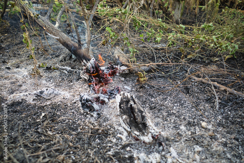 Embers glow atop smoldering branches. Ash covers ground where fire once raged. Twigs and leaves lie charred and brittle. Smoke curls upward from the scorched earth
