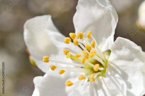 Macro shot of a cherry plum (prunus cerasífera) flower	