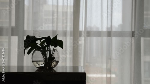 A serene and atmospheric interior with silhouette of a pothos houseplant growing in a glass vase backlit by soft natural light filtering through sheer white curtains gently swaying in a light breeze.