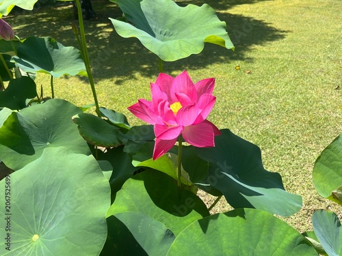 Lotus Flower in Mimurotoji Temple, Uji, Kyoto, Japan	