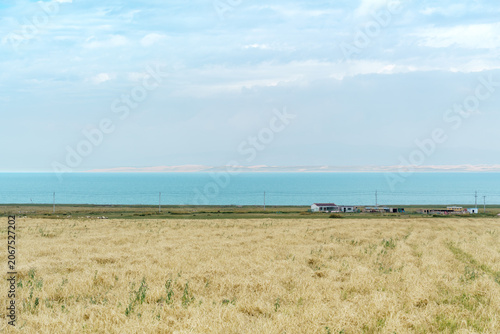 Golden Reeds and Blue Waters of Qinghai Lake, Qinghai Province