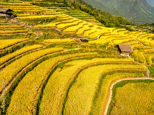 Golden Rice Terraces with Beautiful Fall Colors in Mountain Valley