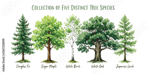 Vászonkép Collection of five distinct tree species including douglas fir sugar maple white