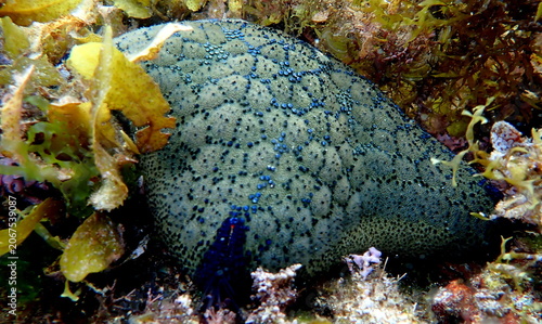 Philippines sea life
