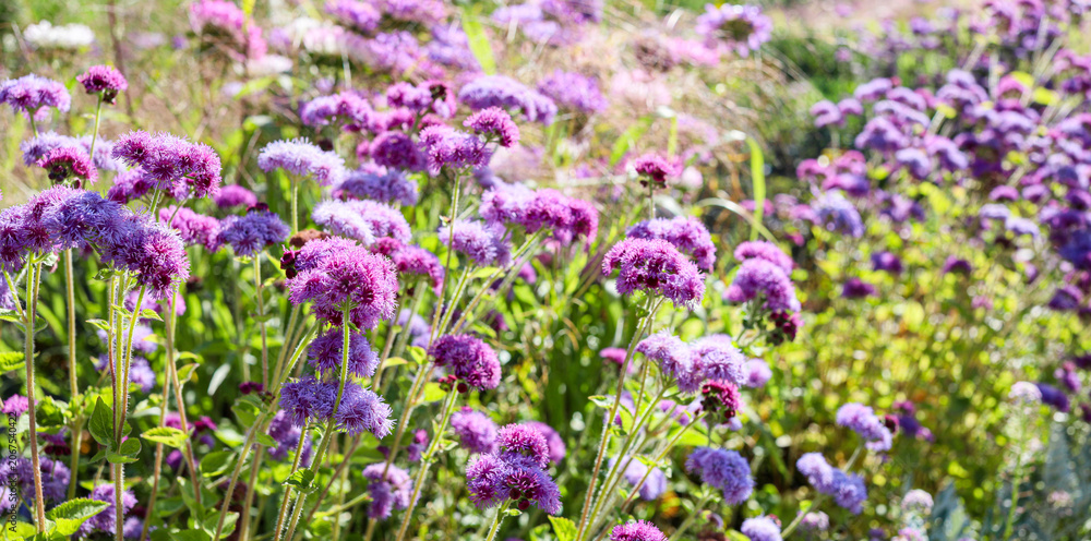 Obraz premium A field of vibrant purple flowers blooms under bright sunlight, surrounded by lush green foliage in a beautiful garden setting
