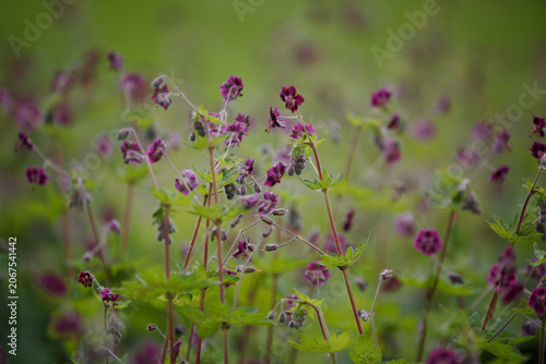 Geranium phaeum Samobor. Dusky Cranesbill. Purple and red flowers and buds against a green background. Clump-forming of Black widow or Geranium phaeum Raven with dark purple flowers on tall stems