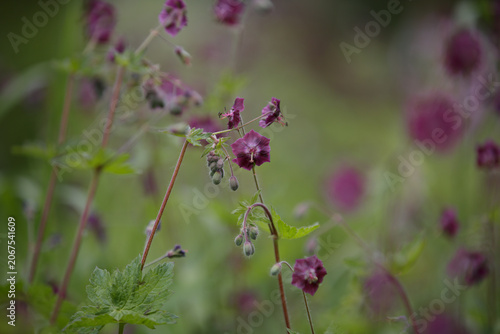 Geranium phaeum Samobor. Dusky Cranesbill. Clump-forming of Black widow or Geranium phaeum Raven with dark purple flowers. Purple and red flowers and buds against a green natural background.