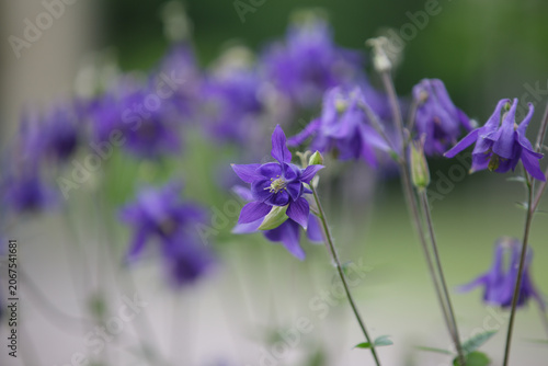 Aquilegia vulgaris. Columbine. Elegant rich purple flowers grandmother's hood, catchment. Flowers with small buds and leaves, close up. Blurred natural green background
