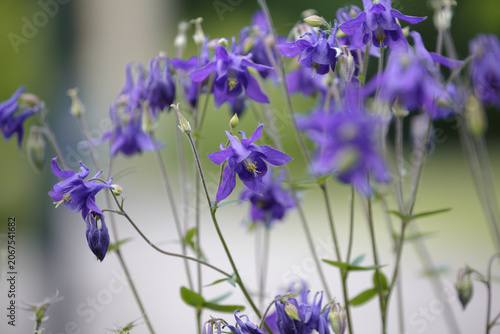 Aquilegia Vulgaris. Columbine. Elegant rich purple flowers grandmother's hood, catchment. Blurred natural green background, close up