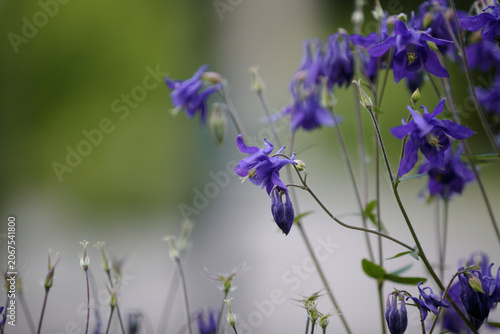 Aquilegia Vulgaris. European columbine, common columbine, granny's nightcap, and granny's bonnet. Purple flowers grandmother's hood, catchment. Blurred natural green background