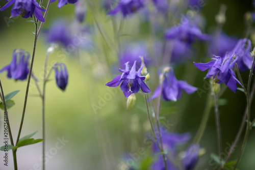 Columbine. Aquilegia Vulgaris. Elegant rich purple flowers grandmother's hood, catchment. Blurred natural green background, close up