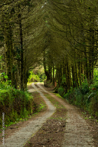 Dirt and concrete road creating a winding path through a dense cloud forest in Chiriqui, Panama, with tall, moss-covered trees arching overhead, suggesting a secluded natural journey - stock photo