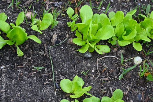Close-up of lettuce growing in a garden, representing home farming, fresh vegetables and sustainable food production