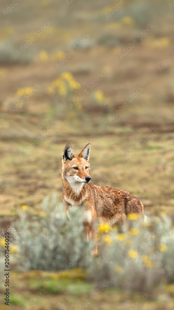 Obraz premium Endangered Ethiopian wolf in Bale Mountains highlands