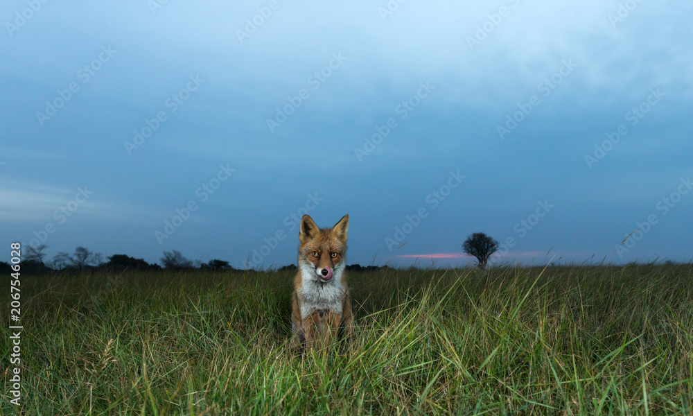 Obraz premium Red fox licking its nose in green meadow grass at sunset
