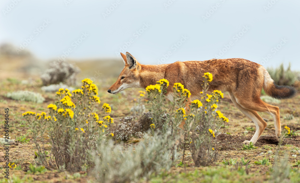 Obraz premium Endangered Ethiopian wolf in Bale Mountains highlands