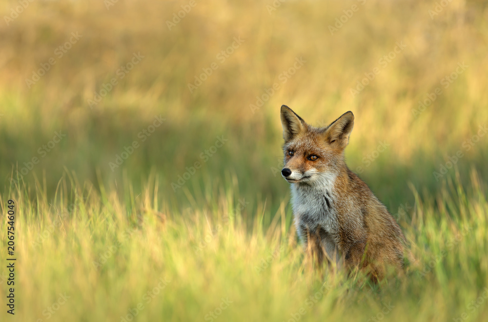 Obraz premium Red fox sitting in green meadow grass