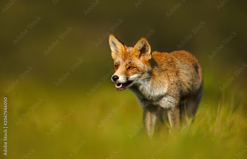Naklejka premium Red fox standing in green meadow grass