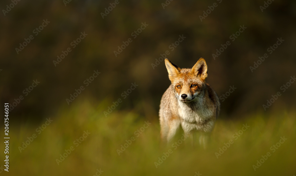Naklejka premium Red fox standing in green meadow grass
