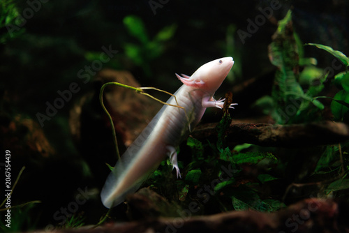 Konstfotografi White axolotl amphibian with external gills swims among aquatic plants and subme
