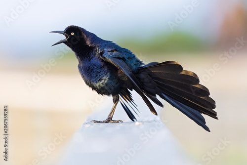 Great-tailed grackle (Quiscalus mexicanus) perched and singing.