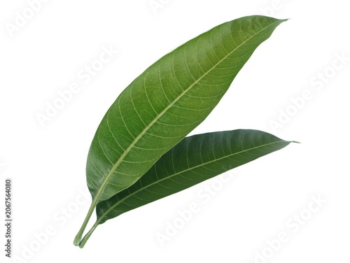 Foto Two vibrant green mango leaves with detailed vein textures overlapping each other, isolated on a clean white background
