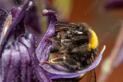 Obraz na płótnie Nahaufnahme einer Hummel beim Pollensammeln an einer lila Akelei, extremes Makro