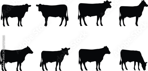 Slika na platnu Cattle and Cow Silhouette Collection Farm Livestock Animal Breeding Agriculture