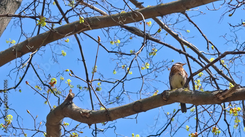 A fieldfare (turdus pilaris) on a tree branch