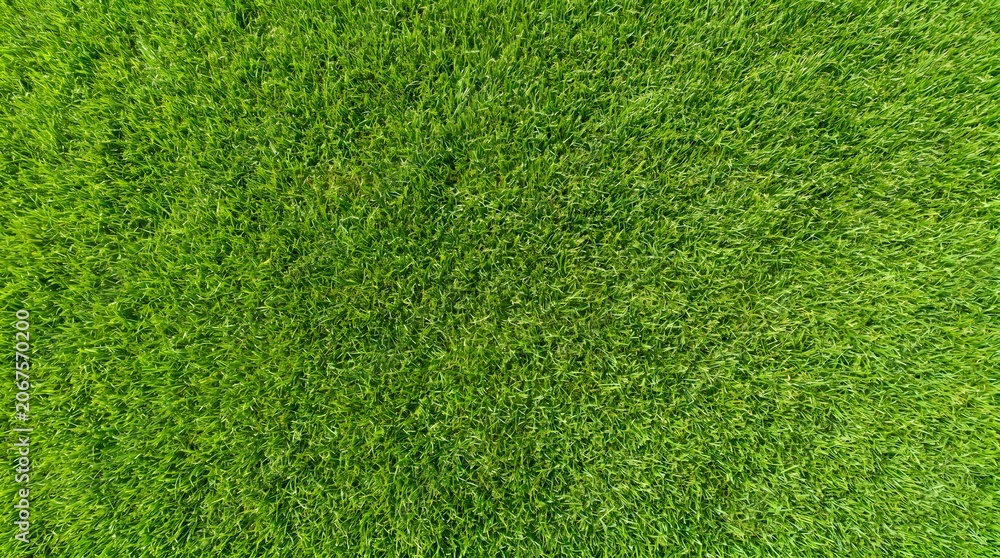 Fototapeta premium Fresh green grass texture background, natural lawn surface close up with detailed blades of grass