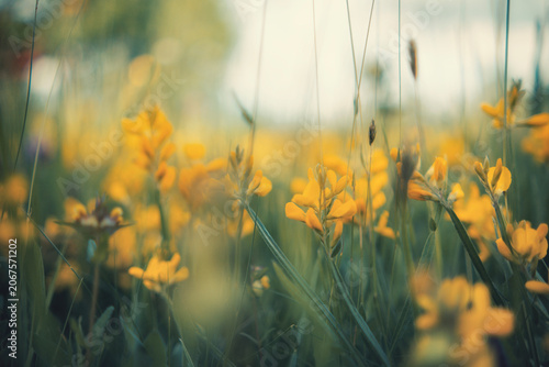Photography Close-up of yellow wild flowers blooming in a green meadow with a beautiful bokeh blur effect