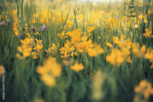 Close-up of yellow wild flowers blooming in a green meadow with a beautiful bokeh blur effect. Cinematic vintage toned nature background, sunny summer or springtime concept.