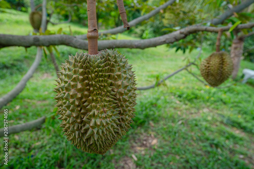 Beautiful durian fruits hang from the tree, waiting to be harvested.