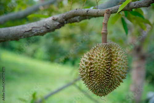 Beautiful durian fruits hang from the tree, waiting to be harvested.