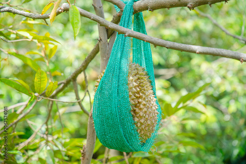 Canvas Print A large, ripe durian is about to fall from the tree, with a cloth tied to it to prevent it from falling