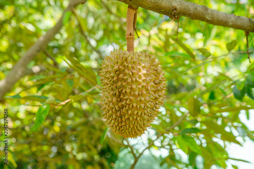 Beautiful durian fruits hang from the tree, waiting to be harvested.