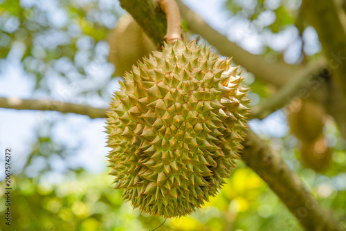 Beautiful durian fruits hang from the tree, waiting to be harvested.