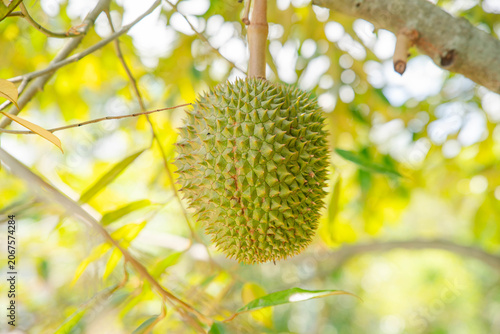 Beautiful durian fruits hang from the tree, waiting to be harvested.
