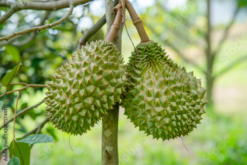 Two durian fruits are growing together on the same branch of a durian tree.