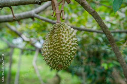 Beautiful durian fruits hang from the tree, waiting to be harvested.