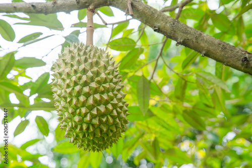 Beautiful durian fruits hang from the tree, waiting to be harvested.