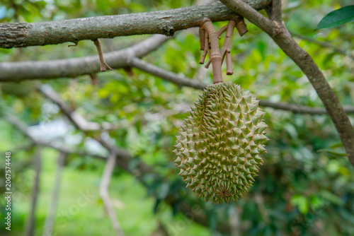 Beautiful durian fruits hang from the tree, waiting to be harvested.