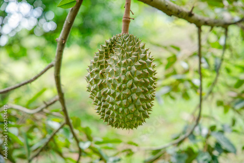 Beautiful durian fruits hang from the tree, waiting to be harvested.