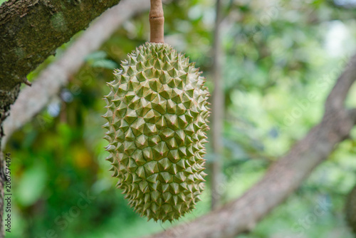 Beautiful durian fruits hang from the tree, waiting to be harvested.