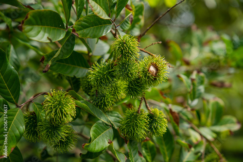 Many rambutan fruits are waiting to ripen on the tree.