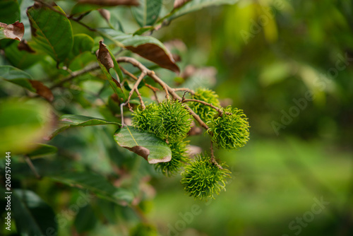 Many rambutan fruits are waiting to ripen on the tree.