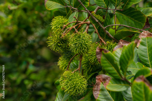 Many rambutan fruits are waiting to ripen on the tree.