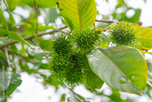 Many rambutan fruits are waiting to ripen on the tree.