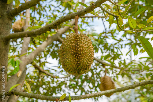 Beautiful durian fruits hang from the tree, waiting to be harvested.